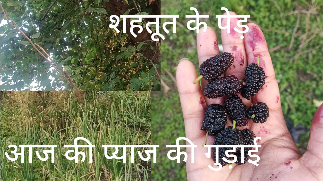 शहतूत खाने पेड़ m चढ़ गई #kotdwar #uttakhandi #minivlog #funny #phadilifestyle #vlog #love 