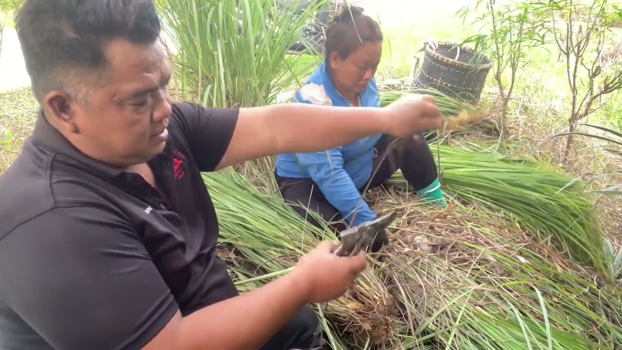 Mengambil Batang Serai Di Kebun Sebanyak 30kg Untuk Dijual