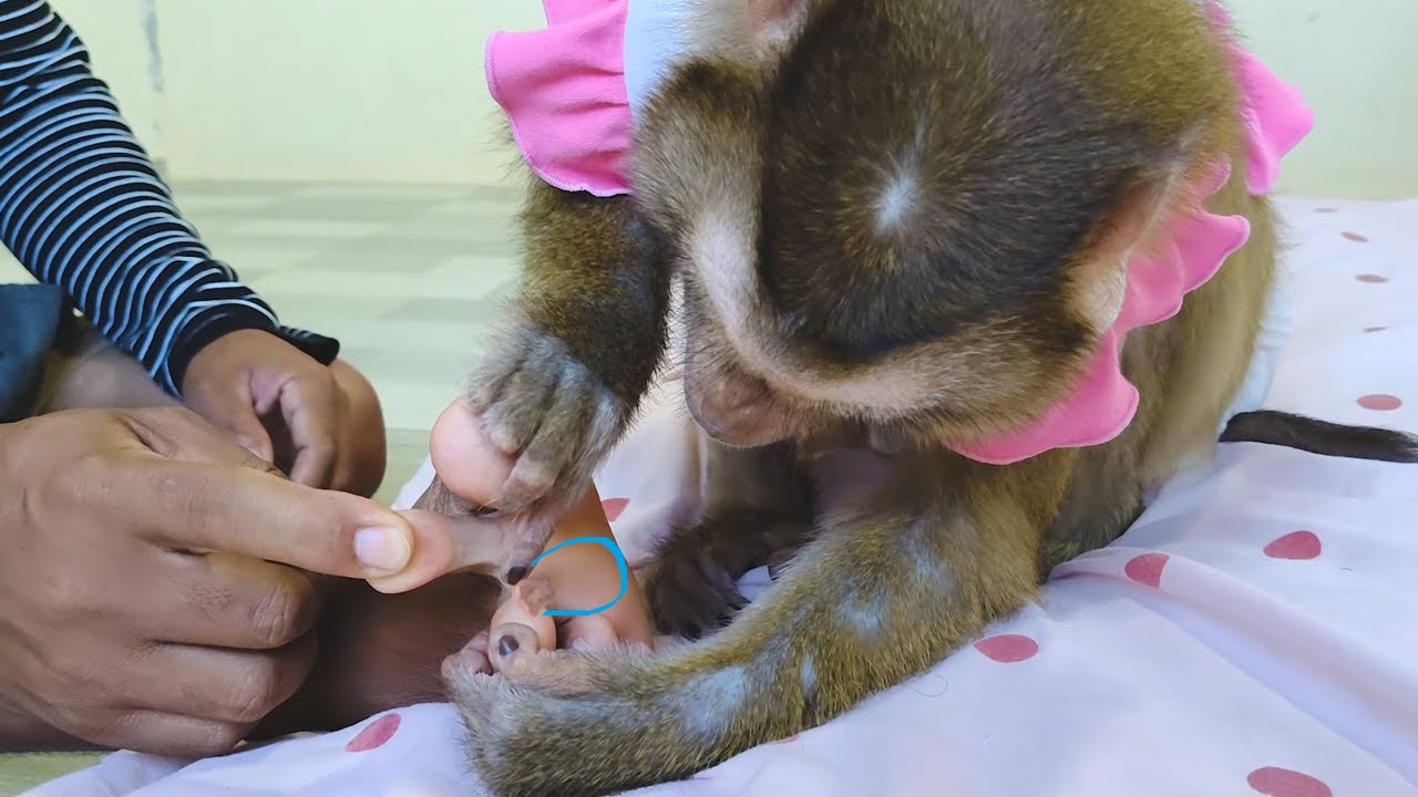 Dr Bela Found Wound Deed Cell Middle The Toes Grooming Very Take Care