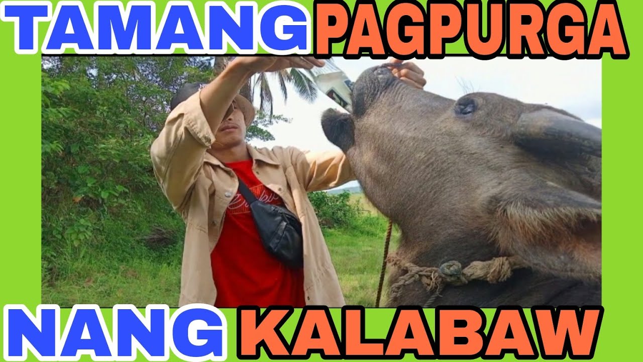 Tamang pagpurga kalabaw #kalabaw #buhayprobinsya #zionpottv #trending #subscribemychannel