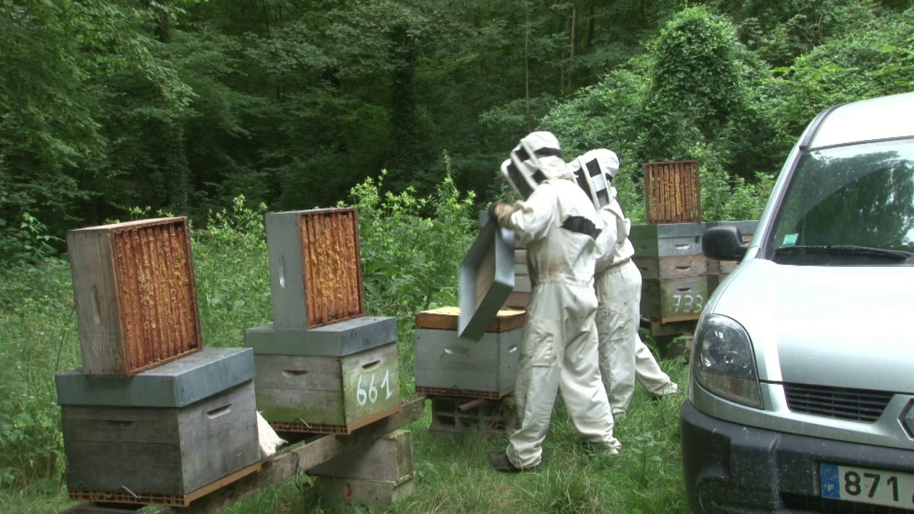 Extraction du miel