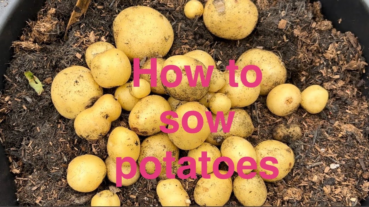 HOW TO SOW POTATOES