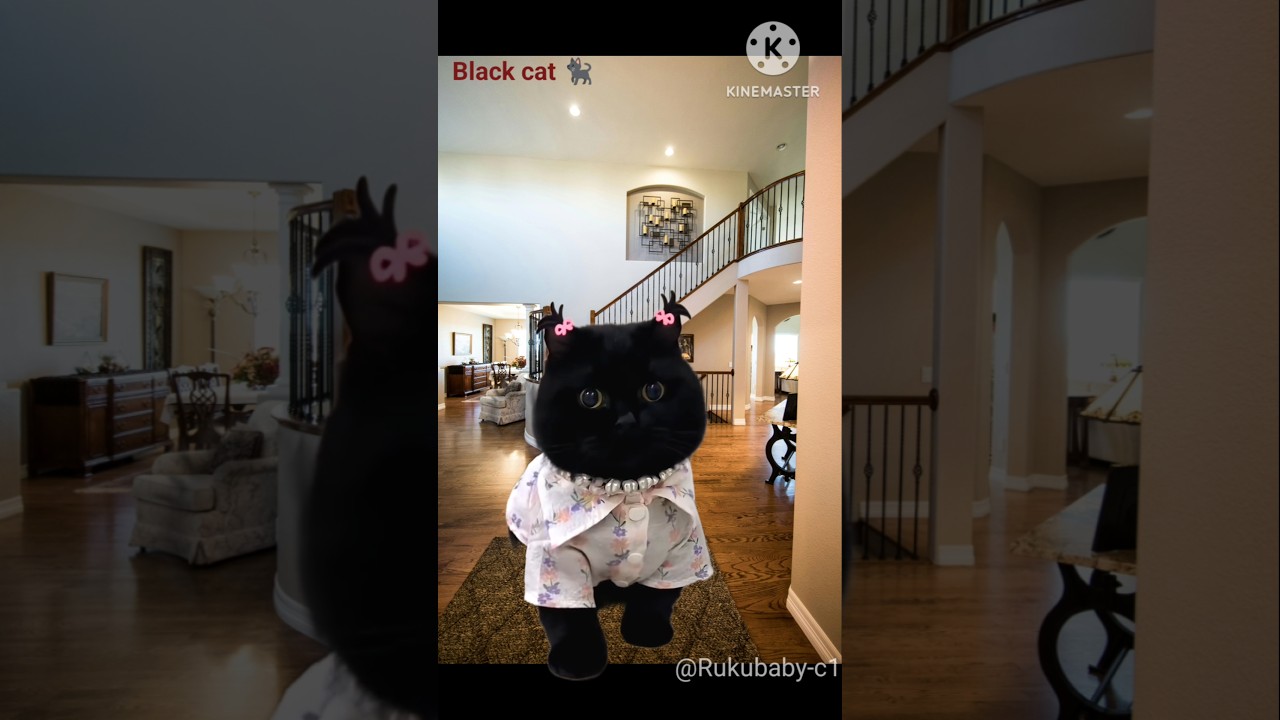 #black cat🐈&zwj;⬛🐭 #shorts #trending #viral #black #cat #maou maou @Rukibaby💃🥀