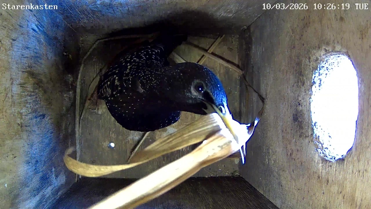 Stare starten Nestbau und trotzdem gähnende Leere am Tagesende! | 10.03.2026