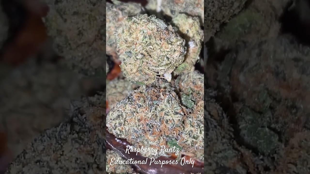 Raspberry Runtz. #weedchannel #connecticut #marijuanareviews #gasgas #bobmarley #gelato #maryjane