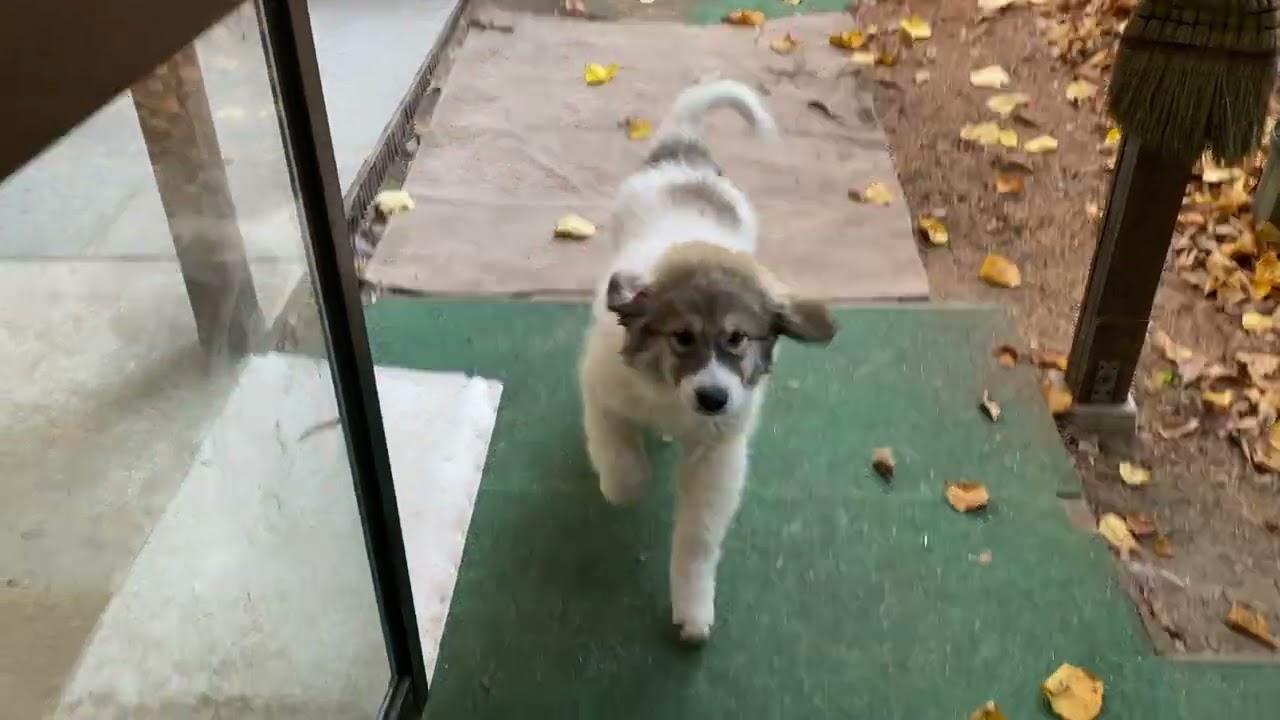 【ルンルンの裏庭】1ヶ月半前のベルはまだ小さい