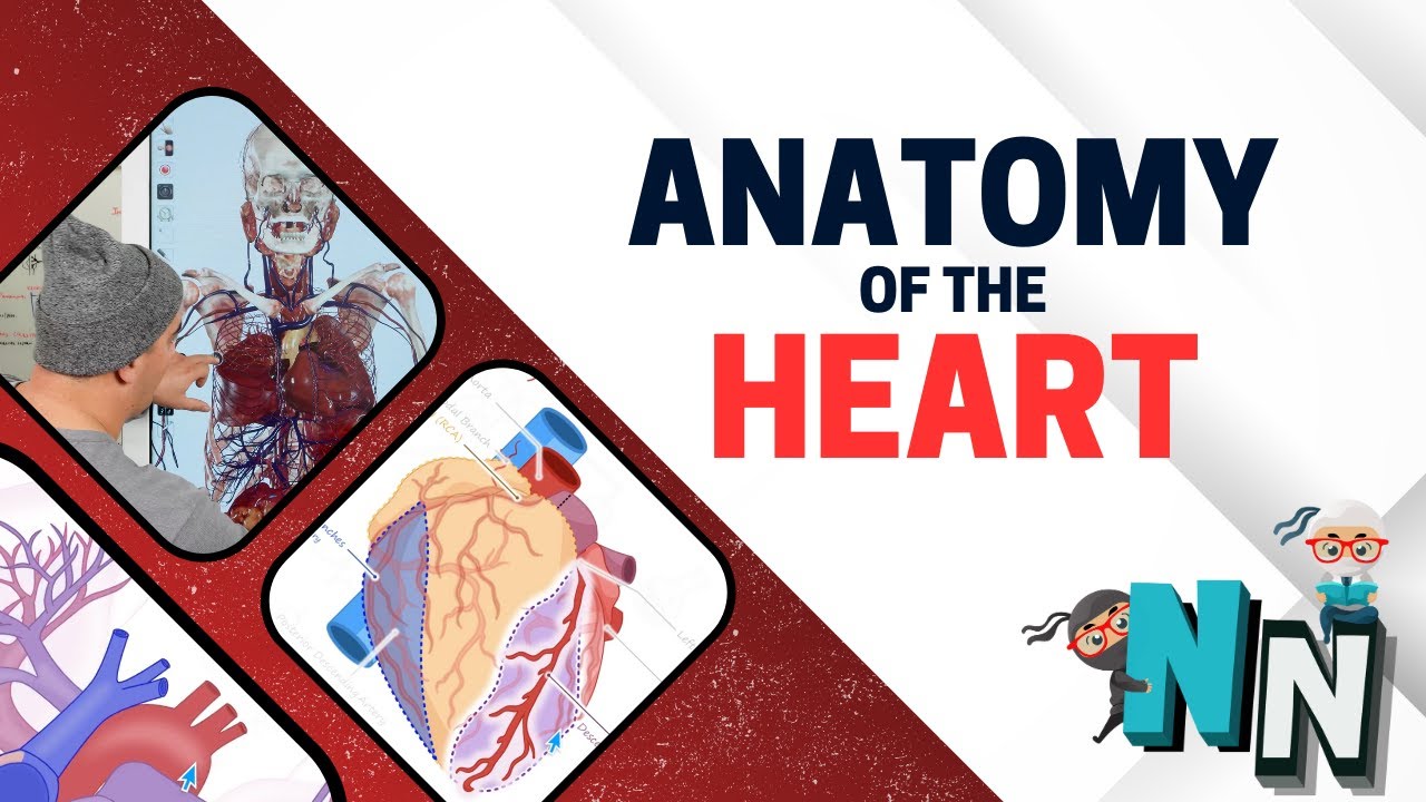 Anatomy of the Heart and Coronary Circulation