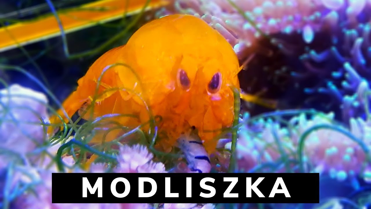 Krewetka Modliszkowa vs. KRAB / Mantis Shrimp - Update