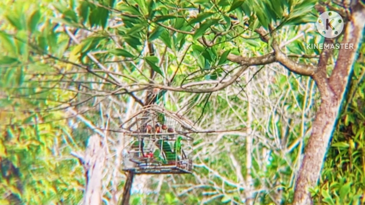 Misi Target queen kiak² ep2:kerana Tamak😩#kedayan #ayamhutan #serindit #memikatserindit 