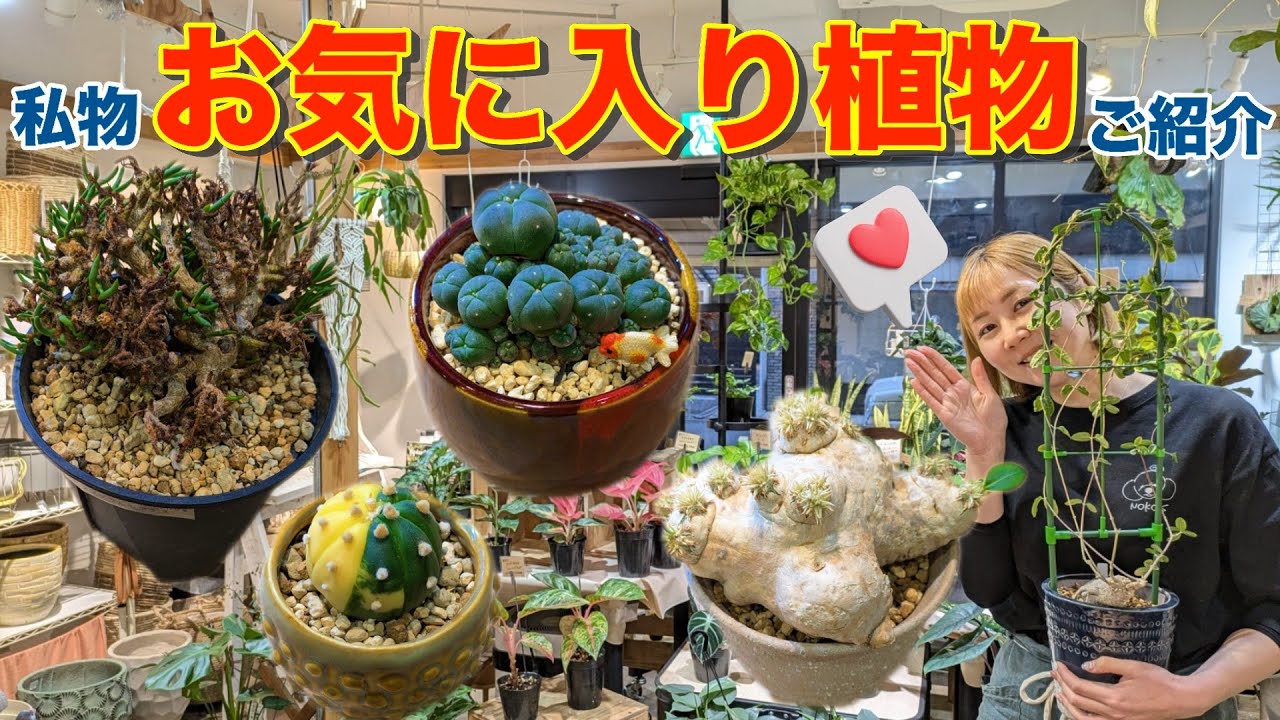 【私物】NOKO’s 姉妹のお気に入り植物をご紹介します！