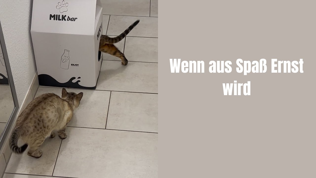 Wenn aus Spaß Ernst wird #katze #katzenvideos #katzenaufyoutube #katzen #miau #bengalkatze 