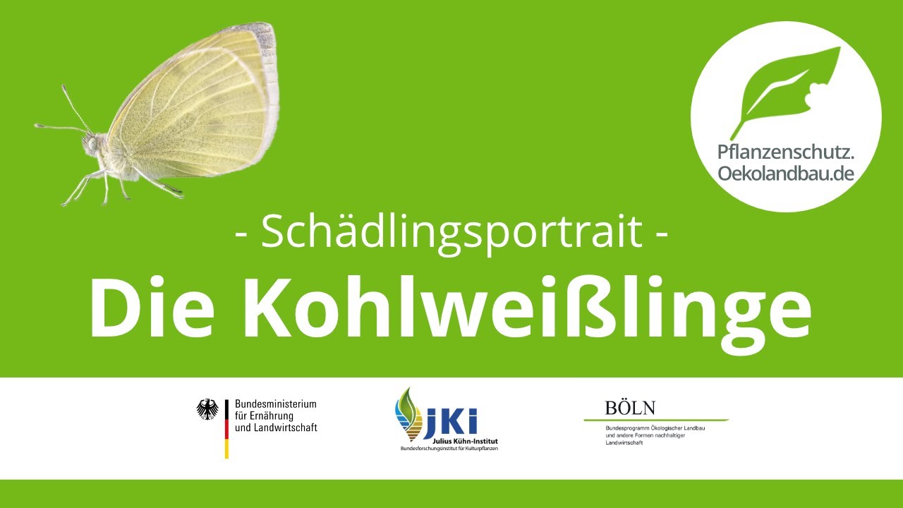 Die Kohlweisslinge - pflanzenschutz.oekolandbau.de - Schädlingsportrait
