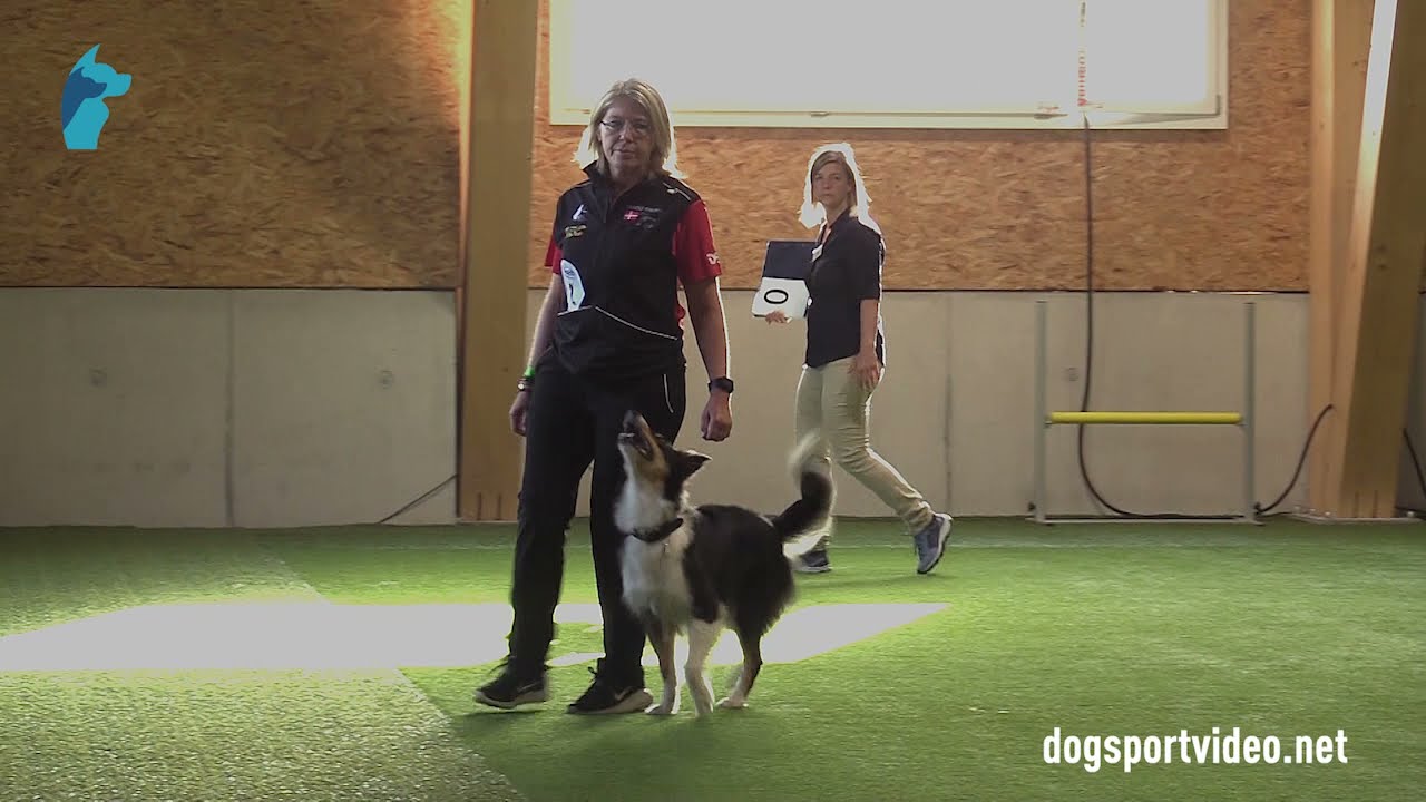 Qualification - Helle Thomsen + Vittrup Skjerna Bordercollie Tiffanie/Border Collie - Denmark