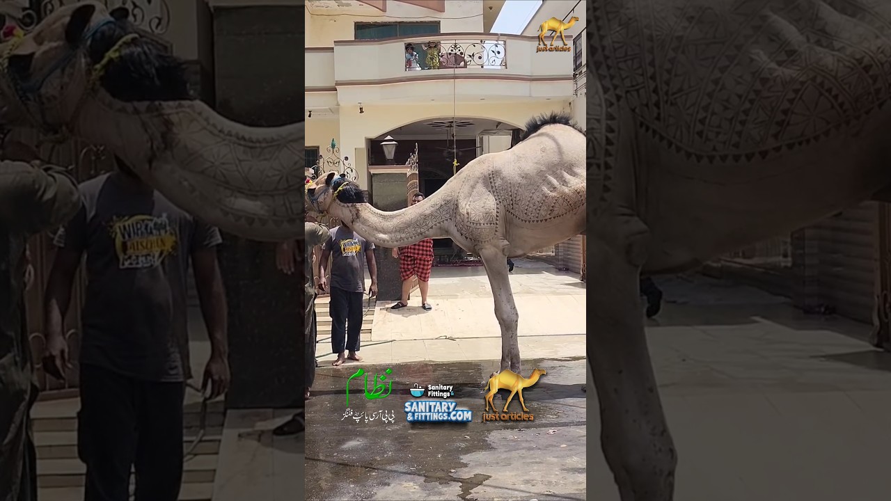 Camel Qurbani 2025 By Shiekh Sb