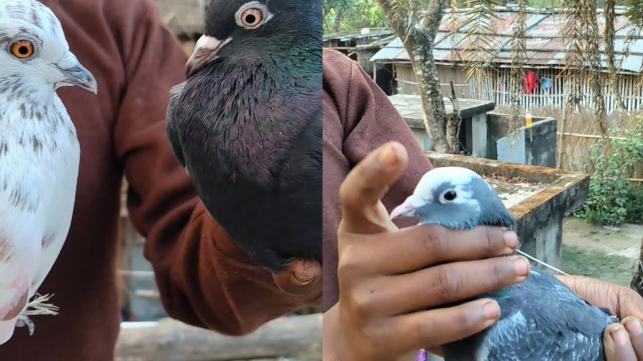 আমার বাড়ির পায়রার বড় ভিডিও