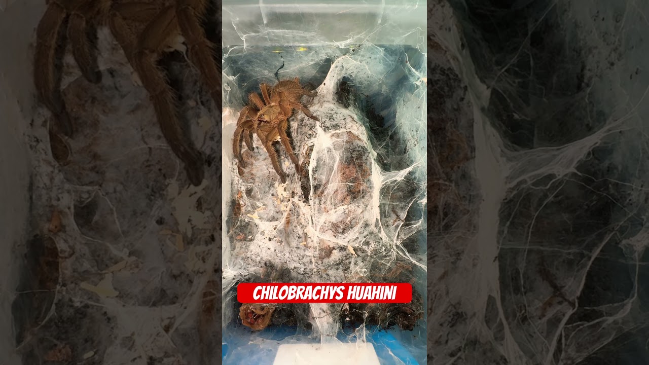 A fossorial species from Thailand – Chilobrachys huahini, stunning and elusive. 