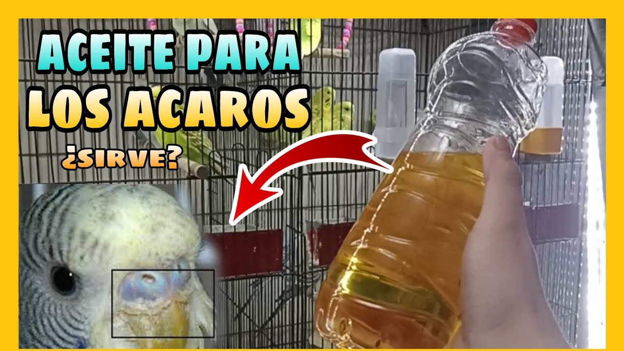 ¿EL ACEITE SIRVE PARA CURAR LOS ACAROS? | REMEDIO CASERO PARA CURAR ACAROS REALMENTE FUNCIONA