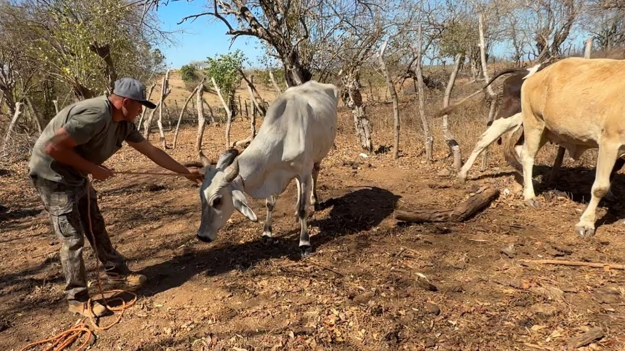 Agarrando la vaca parida y mira joel le tuvo miedo 