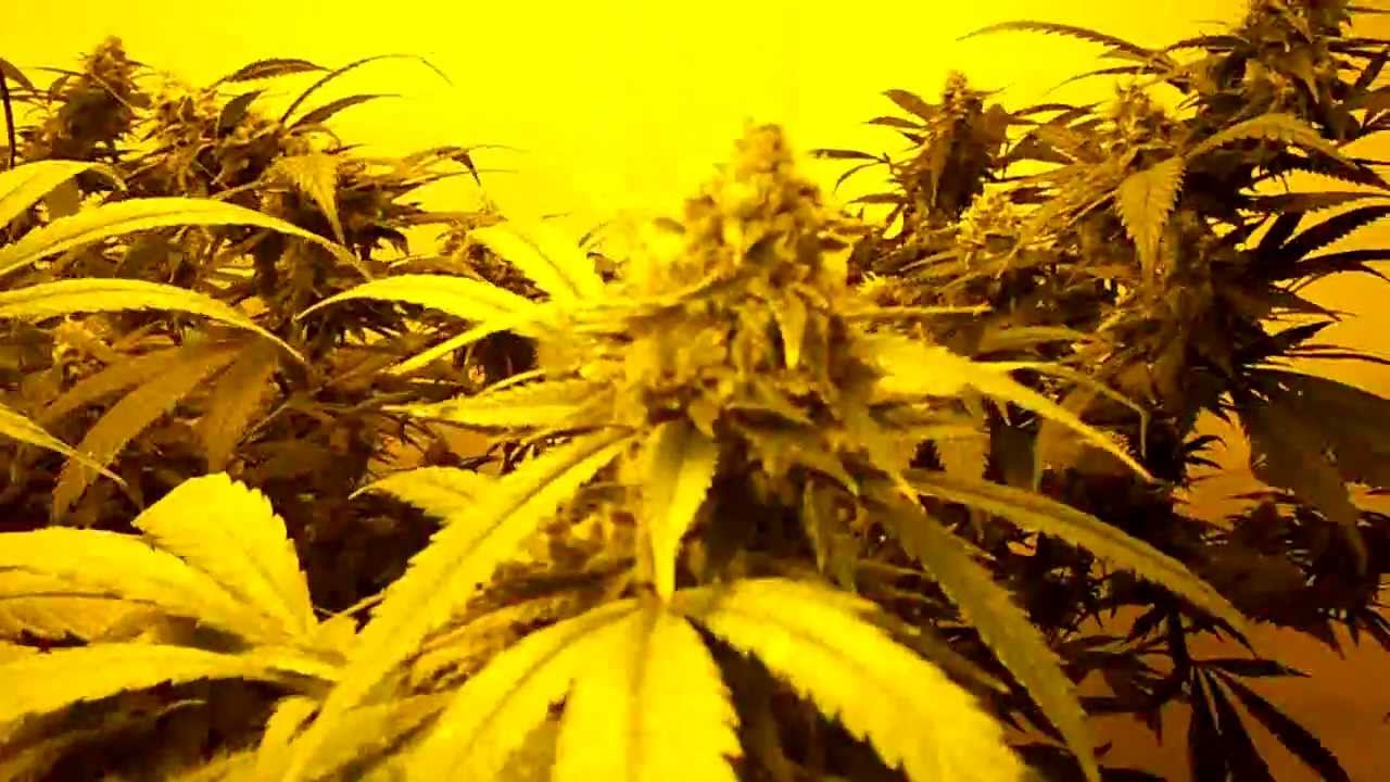 Day 42 Super Lemon Haze