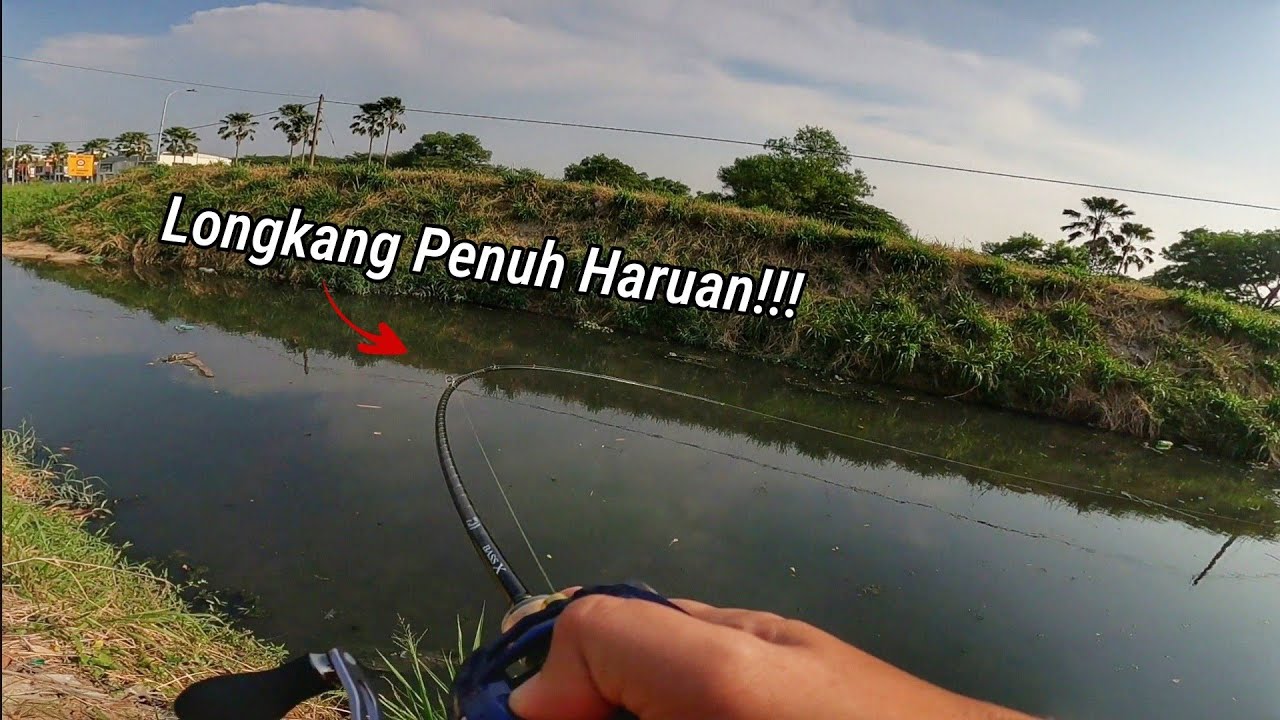 Soft Frog Disambar Ikan Haruan Bertalu Talu Tanpa Henti!