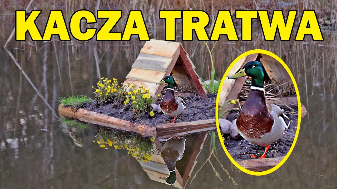 117. Jak zbudować wyspę dla kaczek za 30 zł?