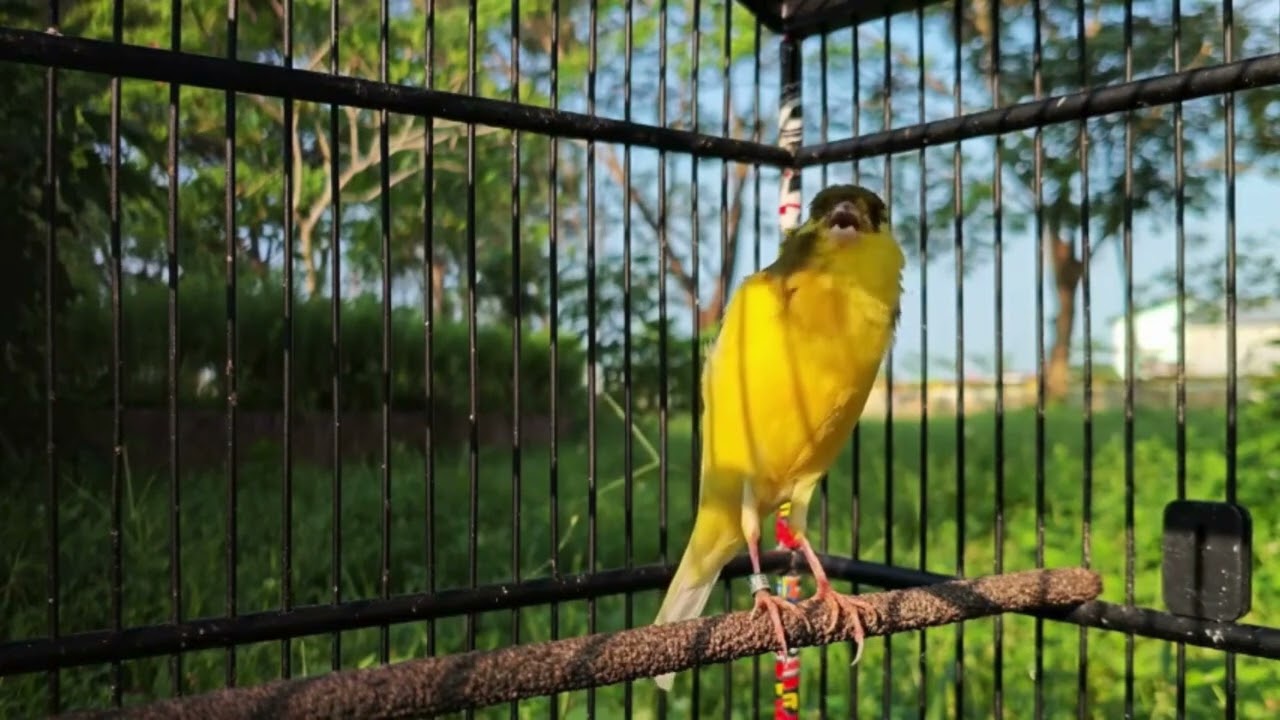 Belgian Canary Tempts All Canaries to Sing – The Most Magical Training Ever