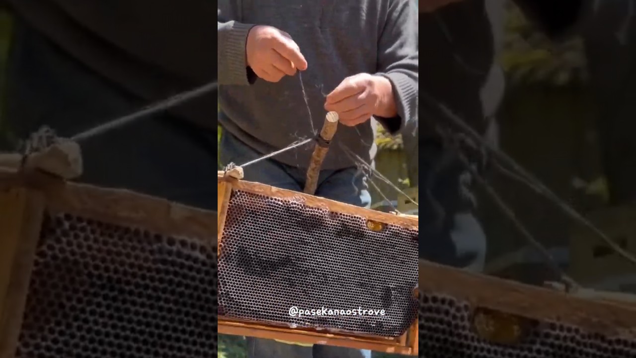 Возвращение роя🐝Как поймать пчёл после их вылета