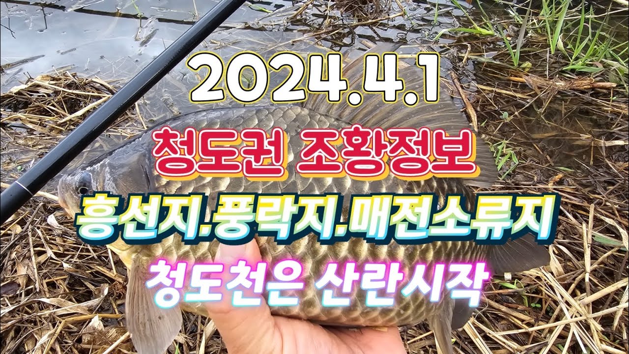 2024.4.1 청도권 조황정보 흥선지 풍락지 매전소류지 청도천 산란 시작 소식입니다