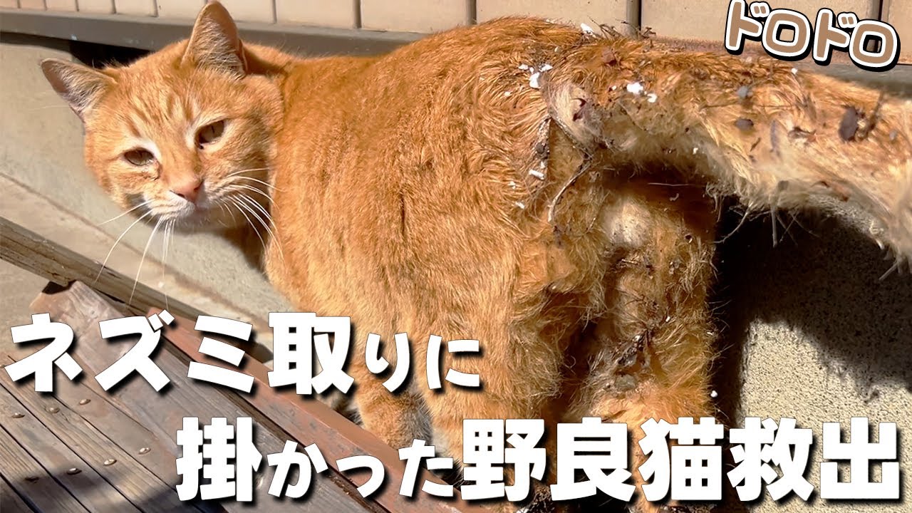 ネズミ取りに掛かった野良猫を救出しました【ノラネコ・保護猫・庭猫・地域猫】