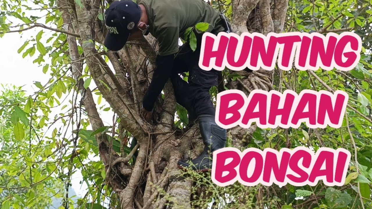 Bolang Bahan Bonsai ‼️ Looking for bonsai in nature