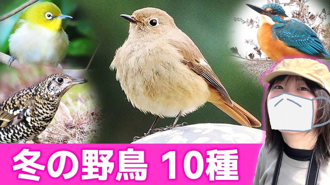 ジョウビタキ登場！冬は鳥がいっぱい♪【野鳥撮影vlog】