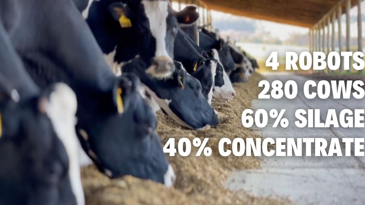 4 ROBOTS AND 280 DAIRY COWS IN URUGUAY 🇺🇾