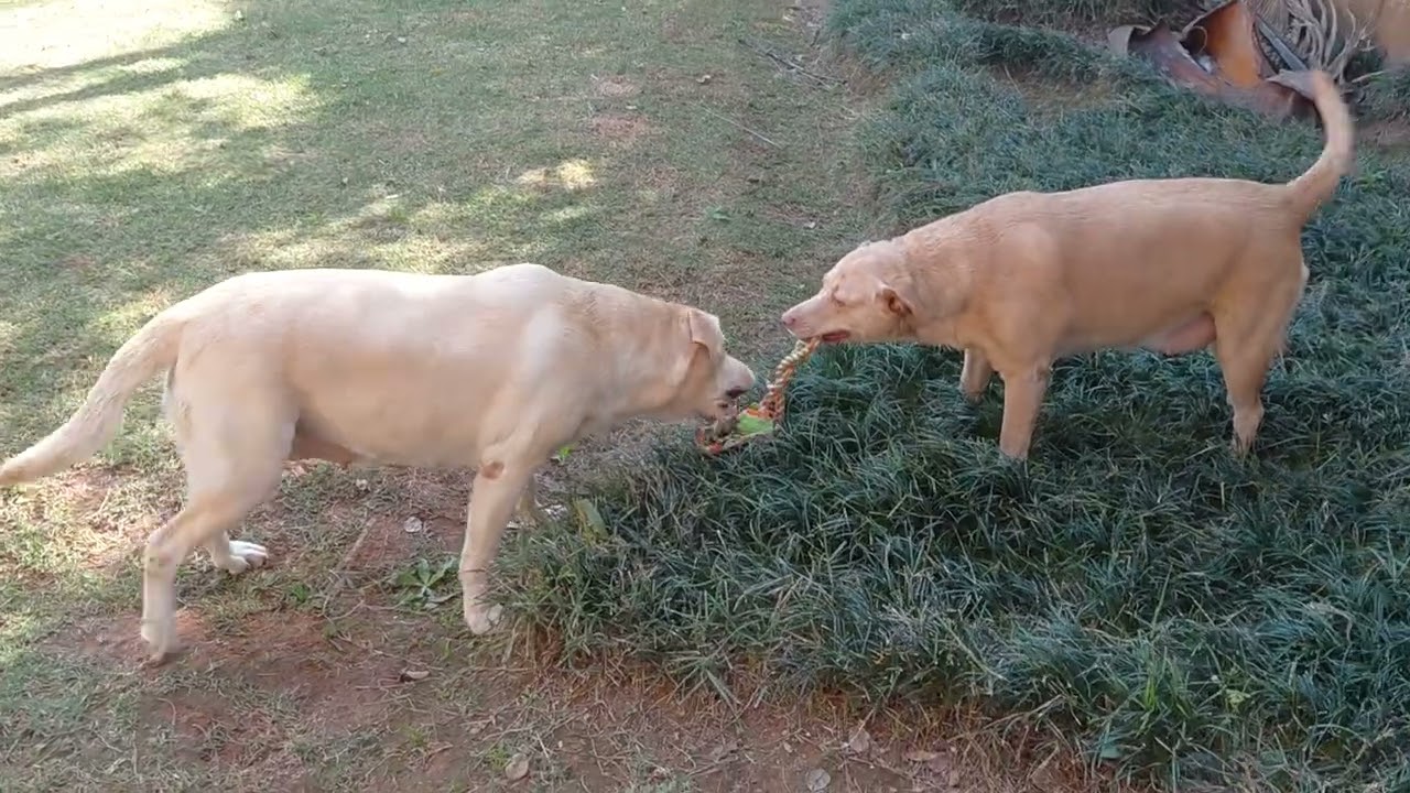 Cabo de guerra? Mel e Maya...