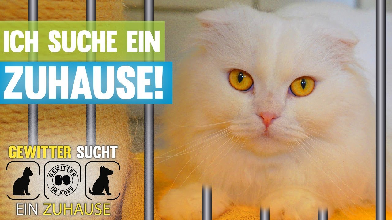 Das Tierheim braucht eure Hilfe! Gewitter sucht ein Zuhause