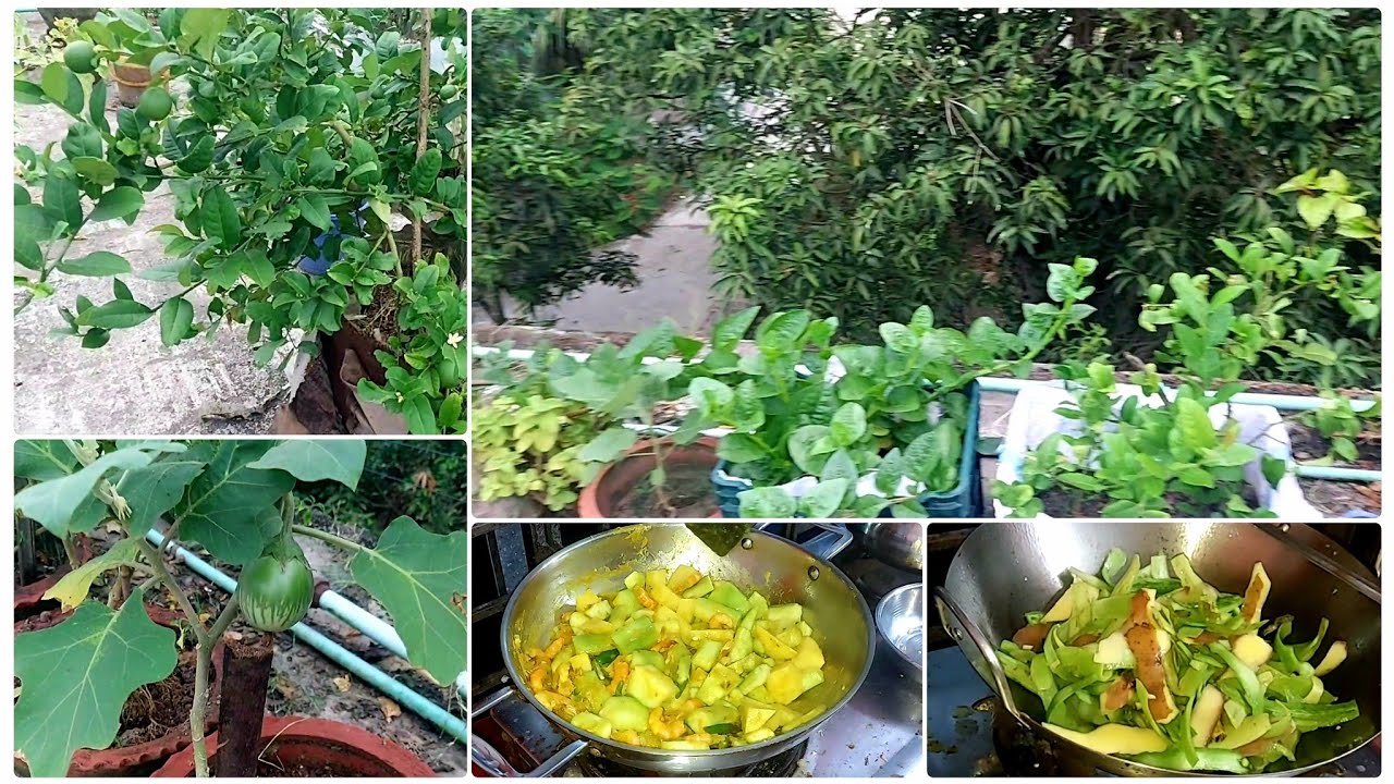 সকালে গাছের যত্ন ও রাতে যা যা রান্না করলাম #shantaskitchenvlog #dailyvlog 
