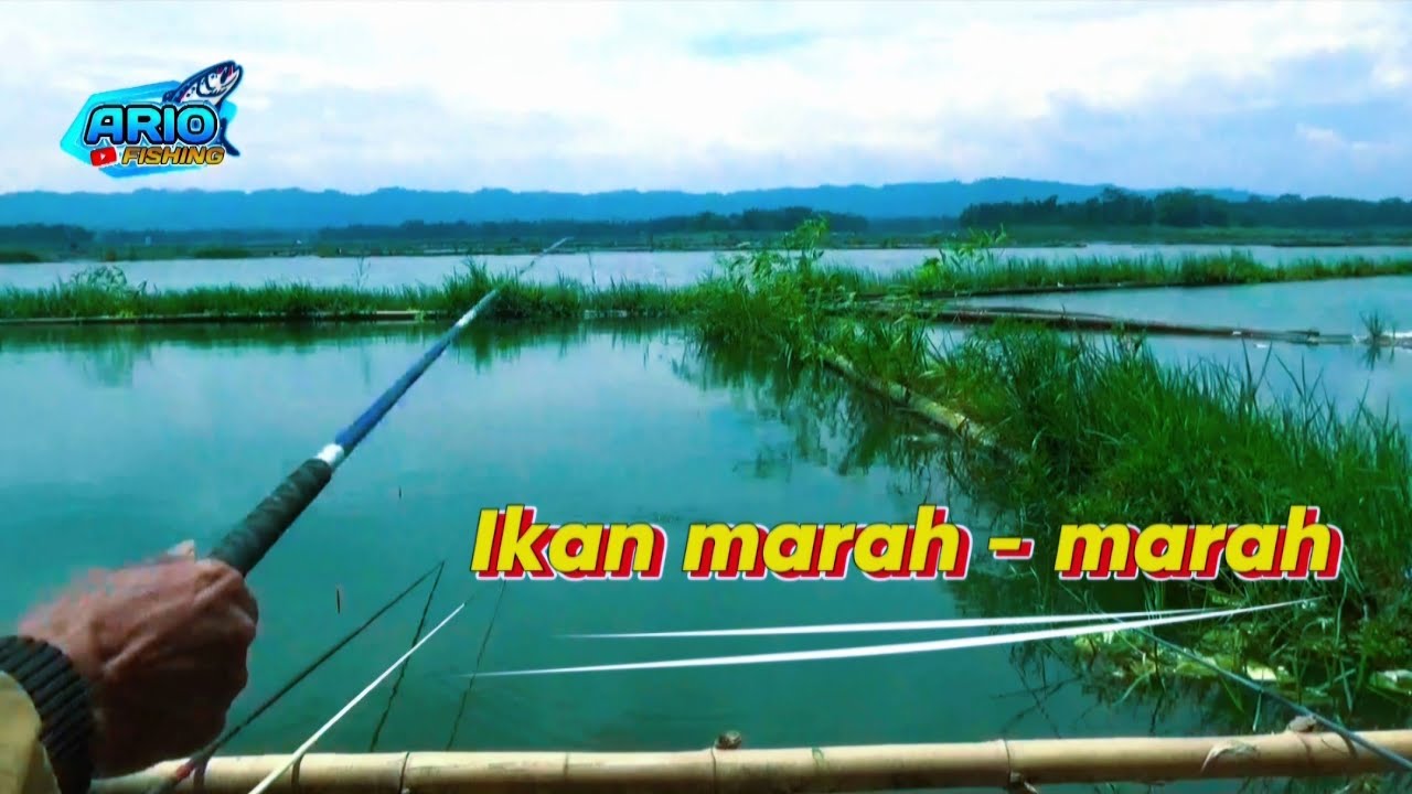 Lapak Bedor Bonlopo Sumberpucung‼️ Waduk Karangkates Malang Jawa Timur Indonesia