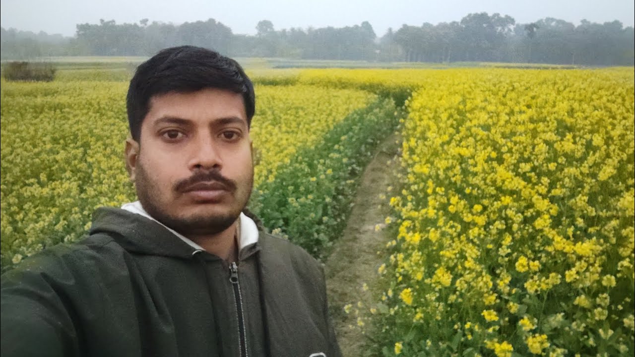 বনগ্রাম ঘোষপাড়া সর্ষের পরিবেশ/সরষে চাষের পরিবেশ YT BONGAON MASTARD