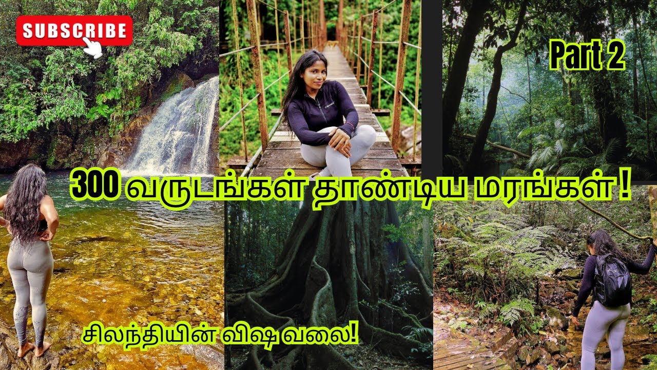 Deniyaya | Into Sinharaja Forest | Sri Lanka’s Jungle Secrets | In Tamil [Part 2] #travel #srilanka