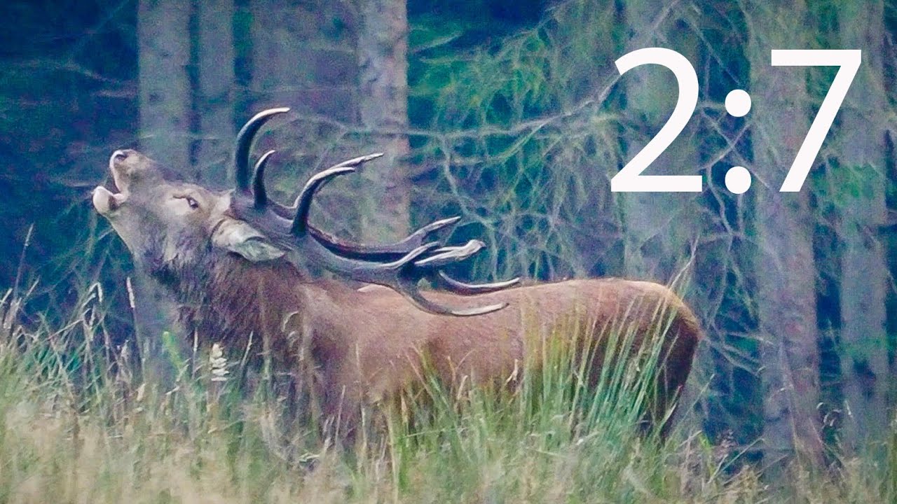 Rold skov og de store hjorte 2024 - del 2