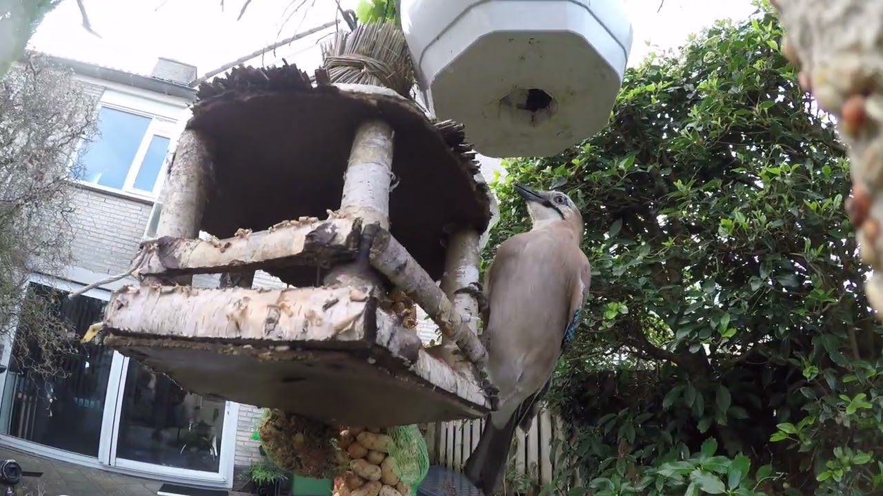 Garden Bird Sound Effects