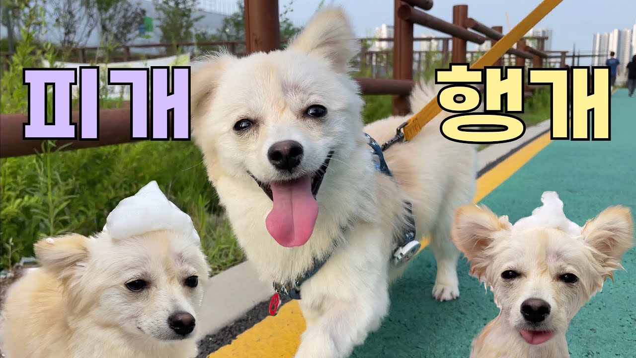 피개행개 견생 첫 여름나기 강아지 쭈니