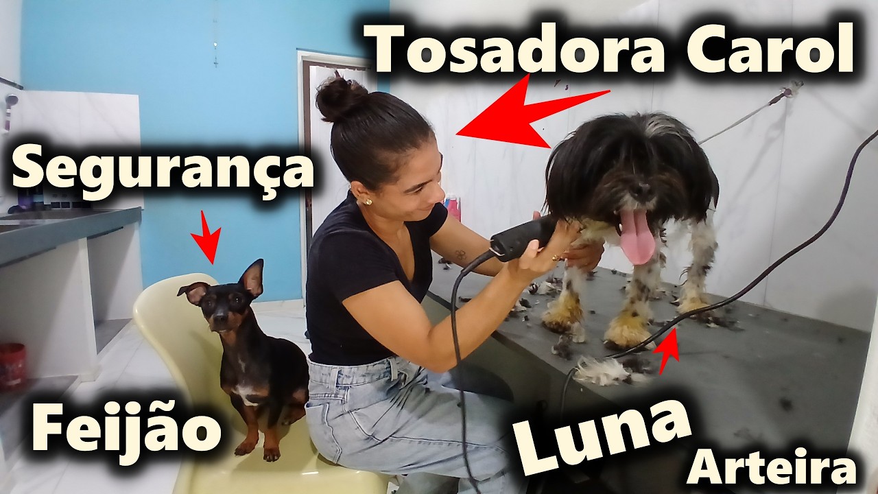 LUNA NO AMOR DE PET PARA CUIDAR DO PELO