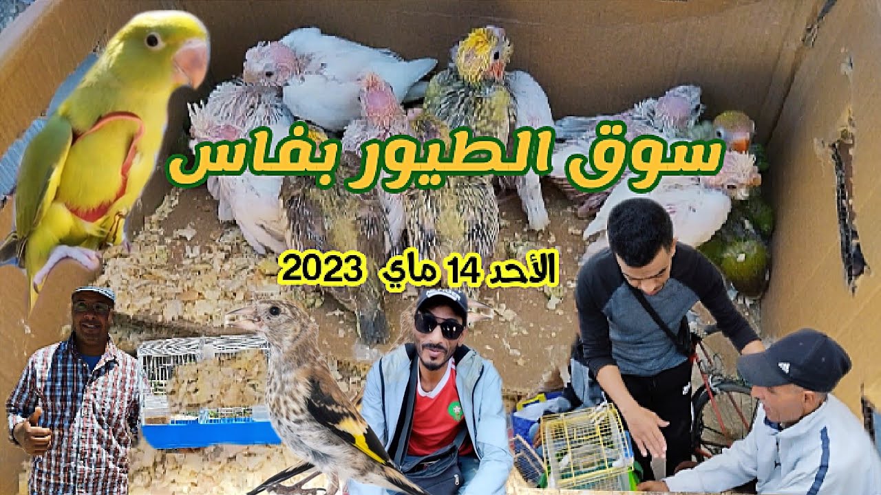 سوق الطيور بفاس باب الگيسة   ليومه الأحد 14 ماي 2023