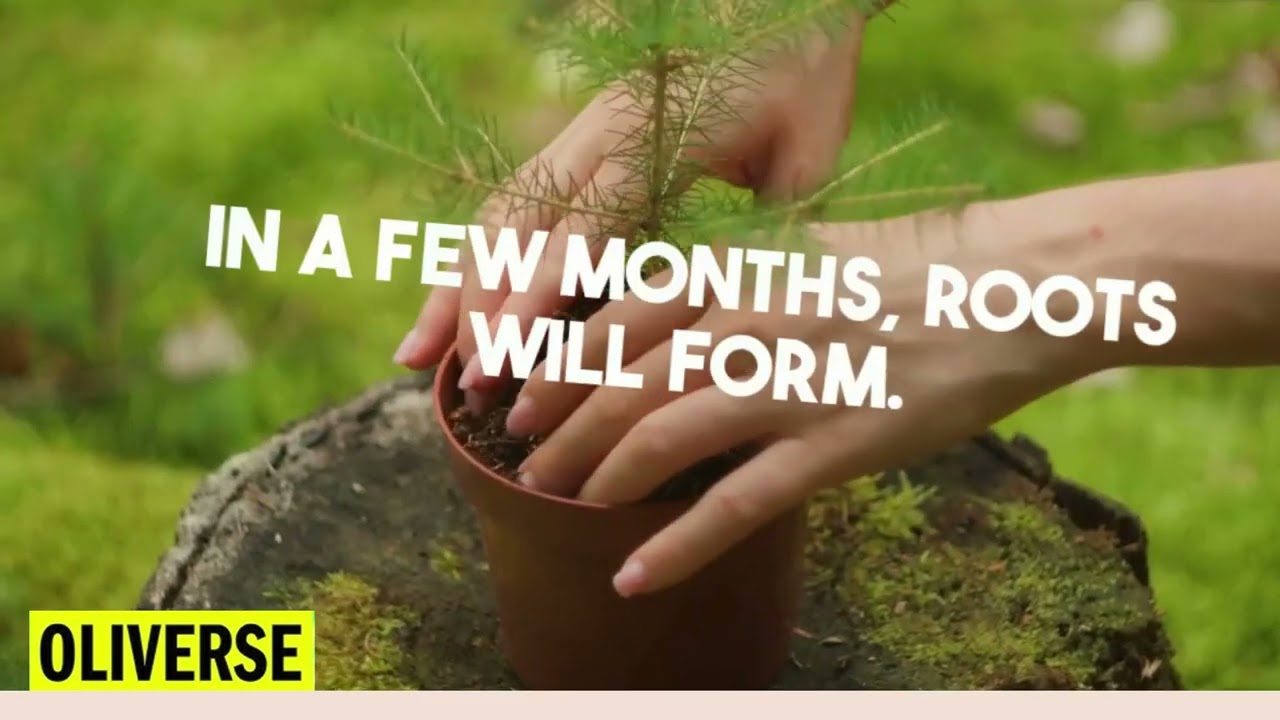 HOW TO PROPAGATE RAMBUTAN TREES: A STEP-BY-STEP GUIDE