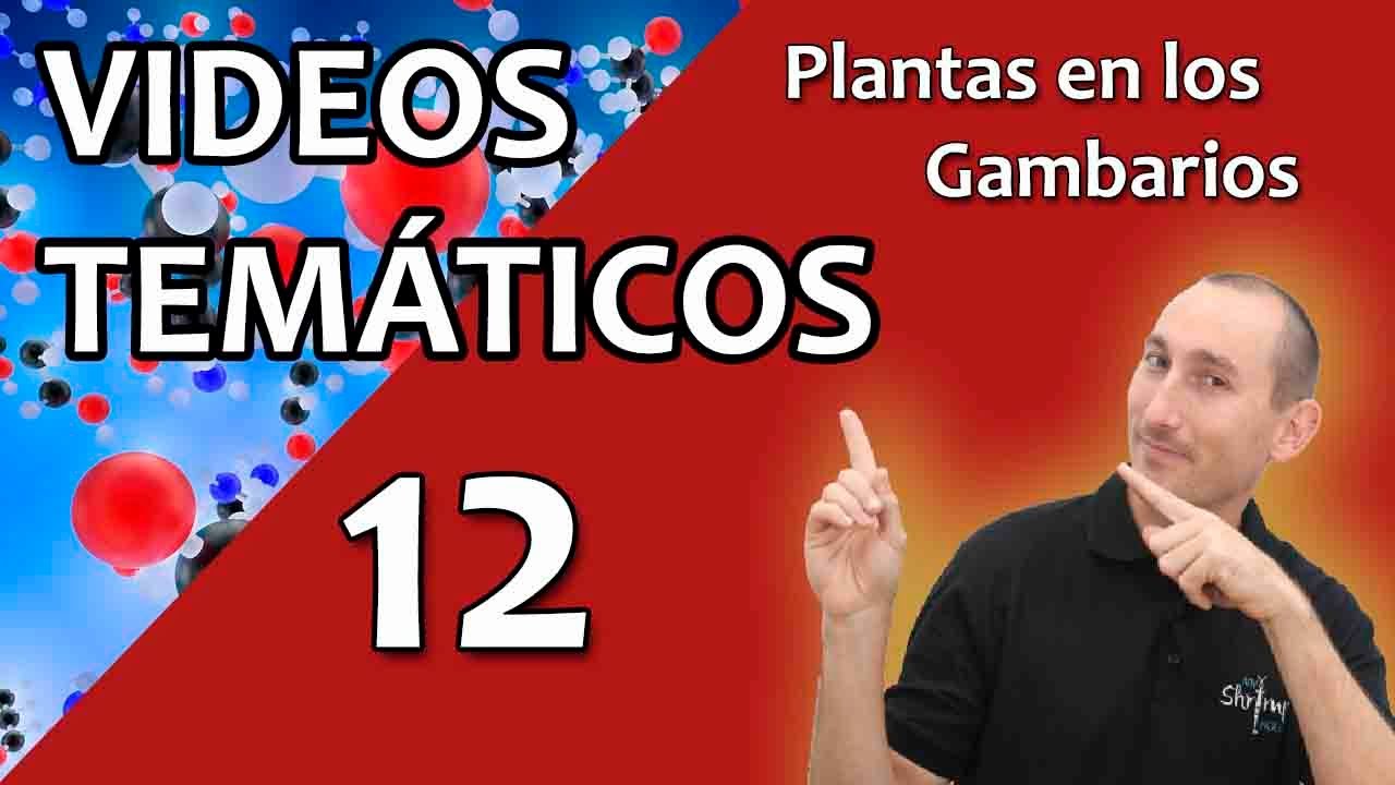 Acuarios y gambarios plantados 🦐