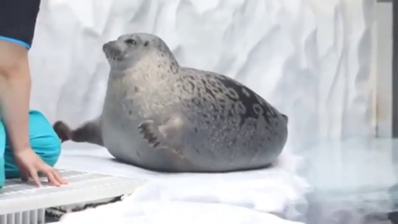 10 Hours Of Sea Doggo