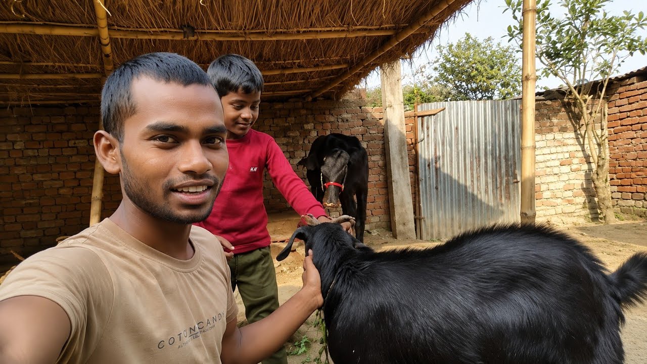 Bakri Ne Sach Me Attack Kiya? 😱 | Ladka Aur Bakri Ki Masti 😂🐐 | Village Vlog