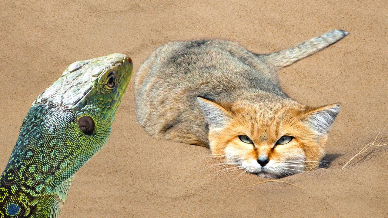 Gatto Delle Sabbie: Il Re Del Deserto