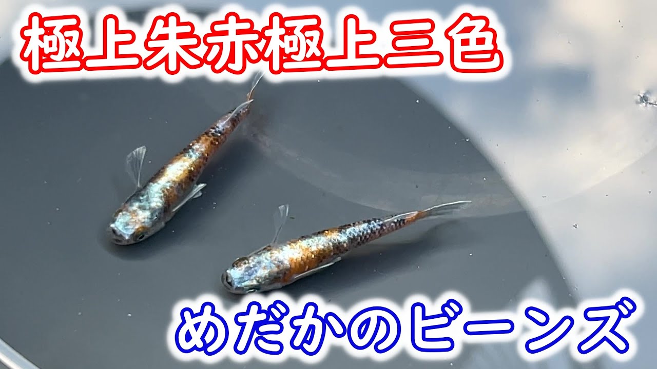 【めだか】極めた朱赤！別格の三色を作るめだかのビーンズさんで脳汁出まくり！　猫飯さんとぶらりメダカ旅　Ｂ型おやじ