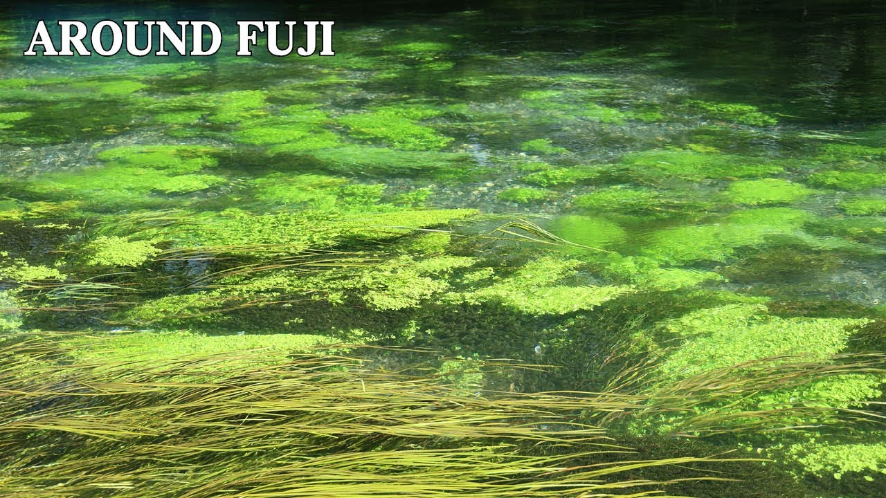 30分・水草が流れに揺れる静かな映像｜心を落ち着かせる自然のひととき|Gentle| Aquatic Plants Flow | 30 Minutes of Calm Nature